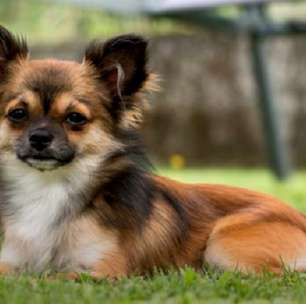 Chihuahua tem coragem, energia e muita lealdade