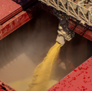 Estoques de Milho nos EUA Permanecem Amplos, Diz USDA; Safras do Brasil São Mantidas