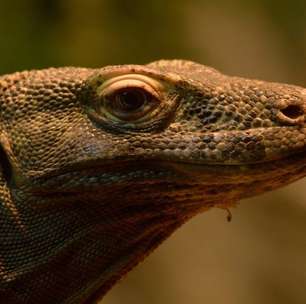 Temido e misterioso: dragão-de-komodo tem 'dentes de ferro' e 'bactérias mortais' na saliva