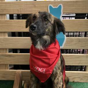 Mogi Shopping e Ampara Animal promovem evento de adoção pet neste sábado