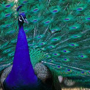 Dos animais mais lindos do planeta, pavão é símbolo de 'vaidade'