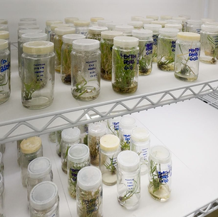 FAPERJ investe em pesquisa que desenvolve plantas mais produtivas e resistentes