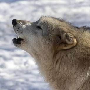 Como os lobos de Yellowstone mudaram rios, florestas e ecossistemas inteiros com sua simples presença