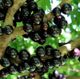 Três frutas brasileiras estão no ranking das 100 melhores do mundo; saiba quais são
