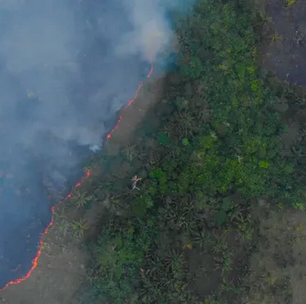 Dino cobra medidas contra organizações criminosas na Amazônia