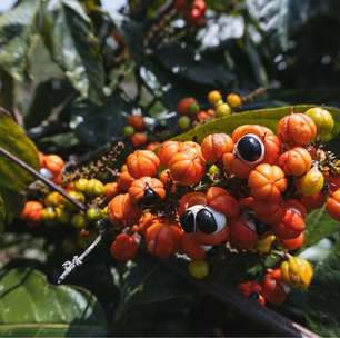 Guaraná: 6 benefícios para a saúde e como usar a planta corretamente