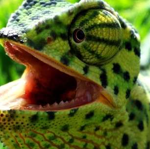 Camaleões impressionam pela capacidade de camuflagem