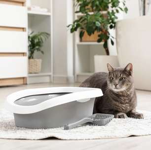 10 itens essenciais que toda casa com gato deve ter