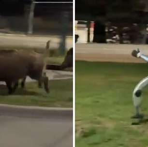 Robô humanoide é usado para espantar javalis em bairro na Polônia