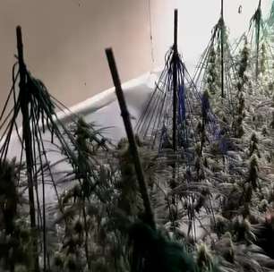 'Floresta' de maconha e mala de cocaína: PF e polícia da Espanha fazem ação contra tráfico de drogas