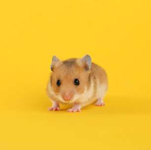 Hamster: 7 curiosidades sobre esse roedor