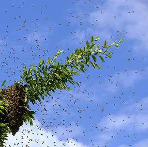 Saiba como afastar abelhas com medidas simples e substâncias naturais