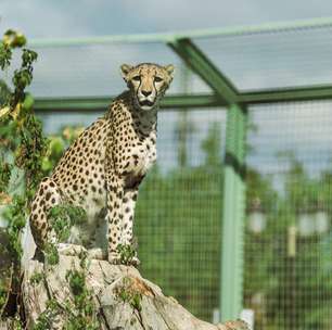 Por que o tigre está em extinção e a onça-pintada não?