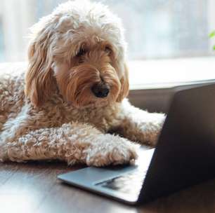 Estamos perto de entender o que os animais querem dizer para nós?