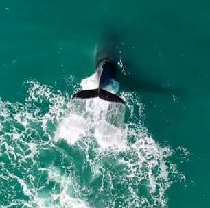 Drone capta baleia-jubarte dando saltos no litoral de São Paulo