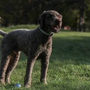 Lagotto romagnolo: conheça as características dessa raça de cachorro