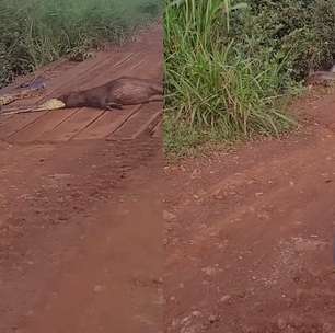 Homem flagra sucuri tentando devorar capivara em MS: 'Será que a bicha é monstra'