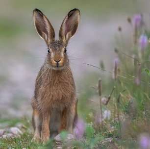 Descubra as diferenças entre coelhos e lebres: pertencem à mesma família, mas têm as próprias peculiaridades