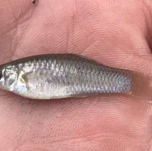 Poecilia formosa: espécie rara de peixe capaz de 'se clonar' sem precisar de machos intriga cientistas