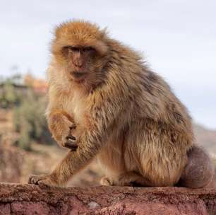 Estudo mostra que macacos de Macaco-de-Gibraltar vêm adotando dieta inusitada para evitar problemas digestivos; entenda
