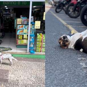 Cães viralizam com rotina em batalhão da PM: 'Patrulha da Fofura'