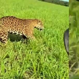 Onça-pintada corre ao lado de fazendeiro em lavoura em Mato Grosso