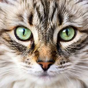 Animais com visão aguçada conseguem perceber quase tudo ao redor