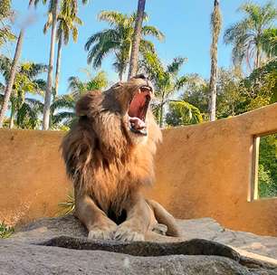 Com novos moradores, BioParque do Rio é atração animal no Dia do Trabalhador