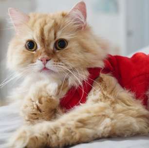 Turma da Mônica: 8 nomes para gatos inspirados nos personagens