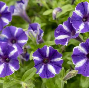 Petúnia: a flor colorida que conquista jardins com facilidade