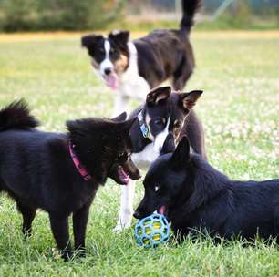 Por que os cães cheiram o traseiro uns dos outros: a ciência por trás da comunicação olfativa canina