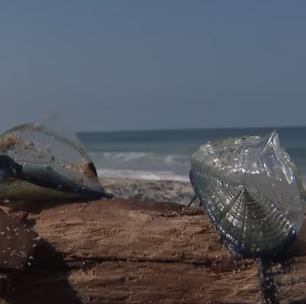 Criaturas marinhas azuladas invadem praias da Califórnia e chamam atenção de banhistas