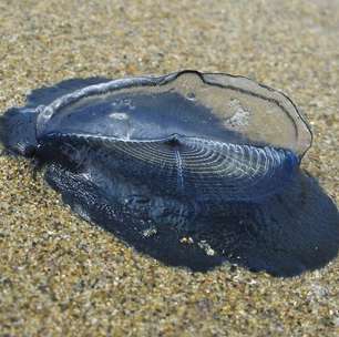 O que são as 'Velella velella', que apareceram em massa nas praias da Califórnia e intrigaram banhistas