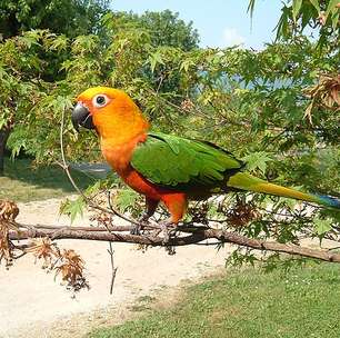 Algumas aves chamam atenção ao imitar a fala humana