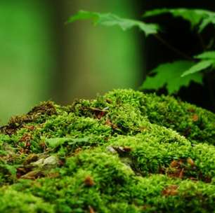 Musgo, o guardião silencioso dos ecossistemas