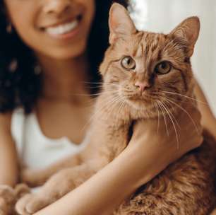 Gatos: como o animal escolhe quem é a sua pessoa favorita em casa?