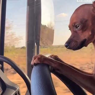 Ajudar no conserto do caminhão da Bebel: a união entre Joelson e sua fiel cãopanheira
