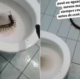 Turista encontra lacraia gigante dentro de vaso sanitário em hotel na Colômbia