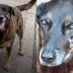 Cão Orelha: MP de SC diz que animal não morreu por agressões e pede arquivamento do caso