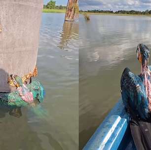 Pescador resgata filhote de arara-canindé ilhado em tronco em área alagada de Rondônia; veja