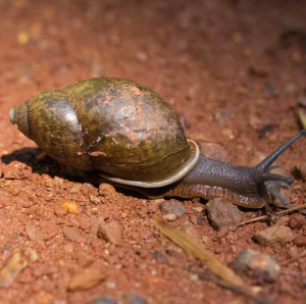 Infestação de caramujos gera alerta para risco de doenças após chuvas; veja recomendações