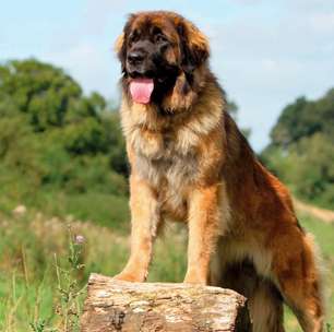 Leonberger: conheça as características do cachorro dessa raça