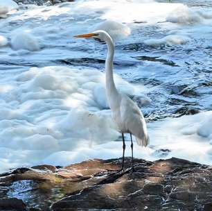 Rio Tietê é coberto por espuma tóxica em São Paulo