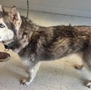 Husky reencontra familia após 12 anos e história chama atenção para curiosidades da raça