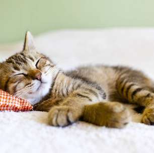 Crescer cuidando de um animal: o impacto dos pets no desenvolvimento emocional e social infantil