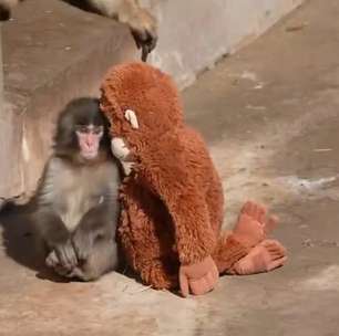 Turistas americanos são presos por tentarem se aproximar de macaco Punch no Japão