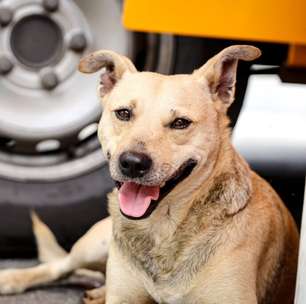 Ferraz realiza novo mutirão de castração gratuita para cães e gatos nos dias 30 e 31 de maio