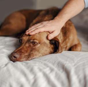 Seu pet perdeu o brilho? Veja quando ligar o alerta para depressão