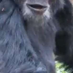 A primeira 'guerra civil' entre chimpanzés registrada por cientistas