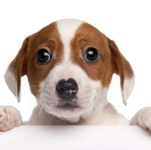 Pata esquerda ou direita: como a preferência dos cães revela emoções e aprendizado